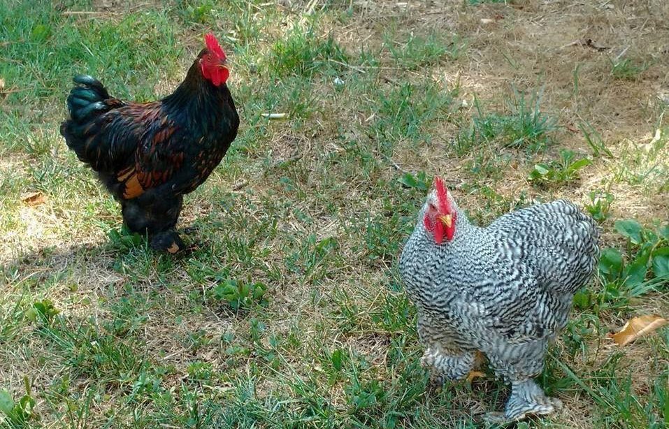 Meet the actual Cluck & Holler, Rulers of the Roost.